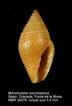 Mitromorpha columbellaria.jpg - Mitromorpha columbellaria (Scacchi,1836)